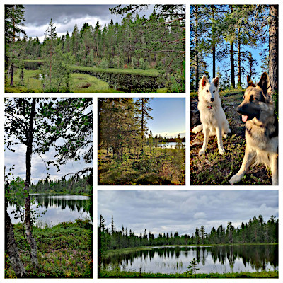 Lappland im Sommer
