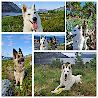 Lappland im Sommer