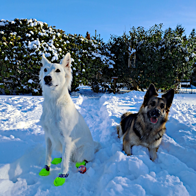 Eyla und Xora im Gartenschnee